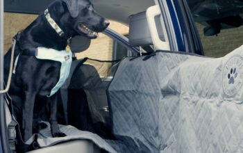 Best 2026 Hatchbacks for Pet Owners – Cargo Area & Seat Covers
