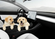 Best 2025 EVs for Pet Owners – Dog Mode & Cargo