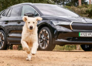 Best 2025 Family Cars for Pet Owners – Dog-Friendly Features